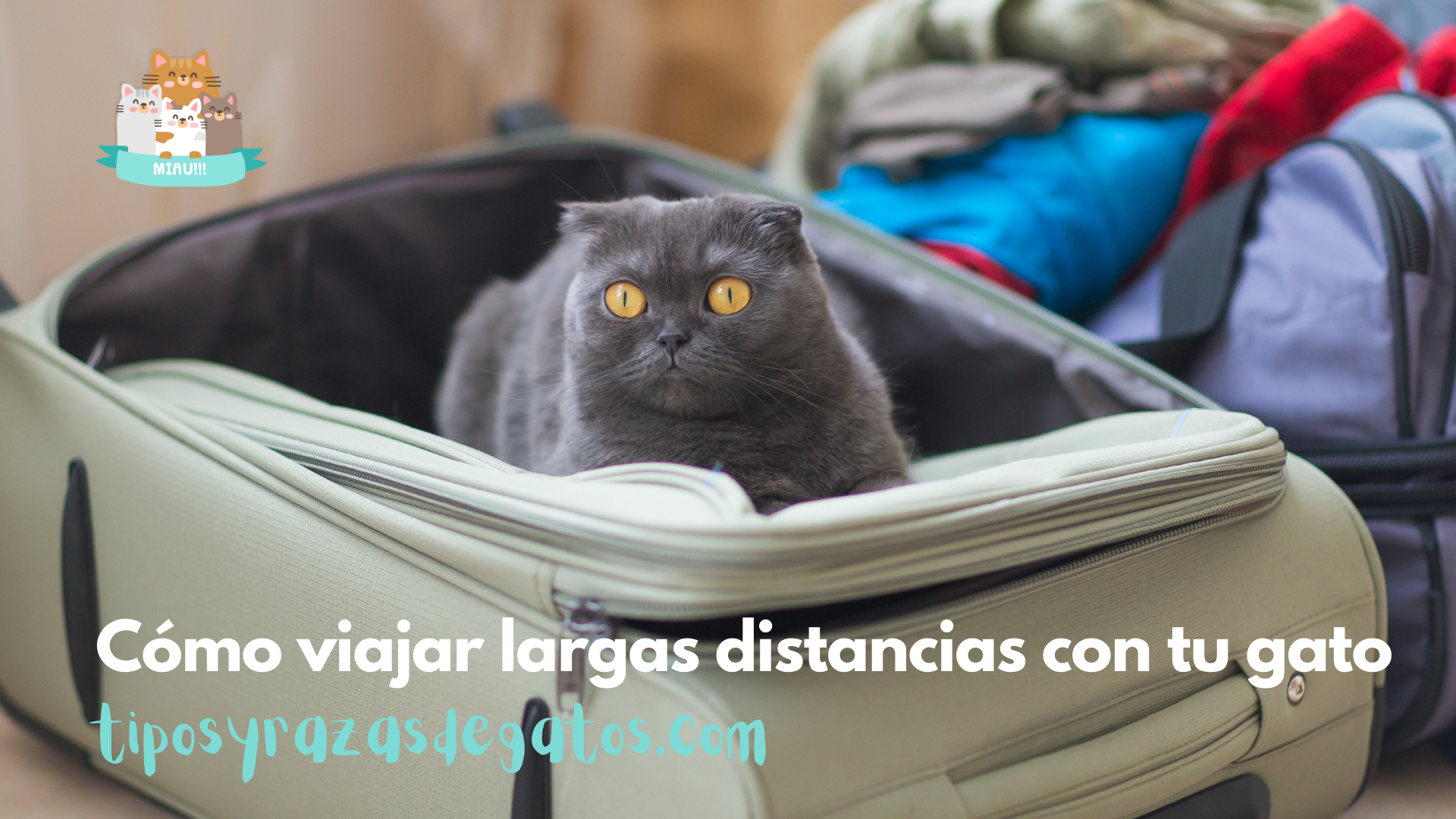 cómo viajar con tu gato