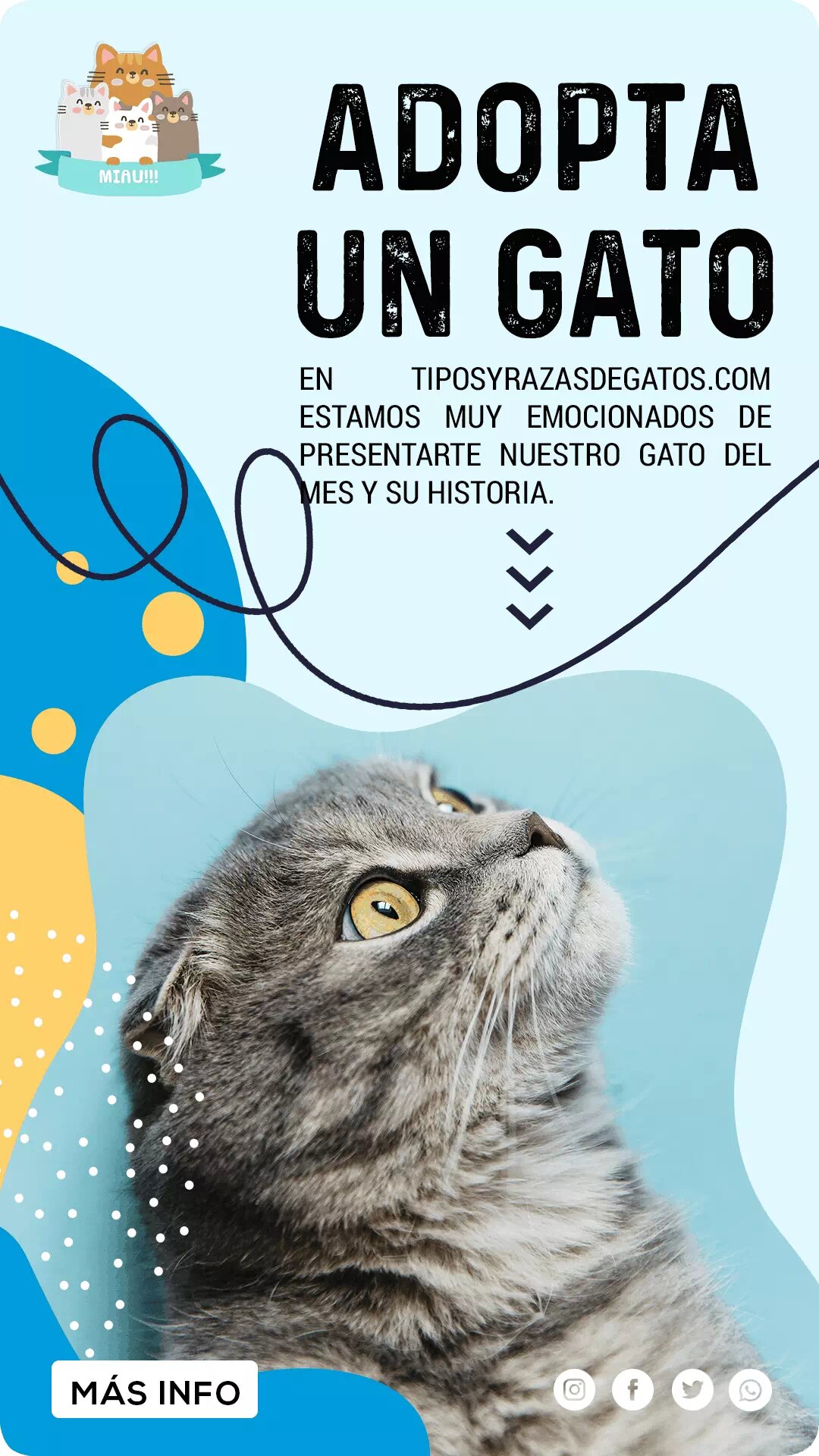 Adoptar un gato españa