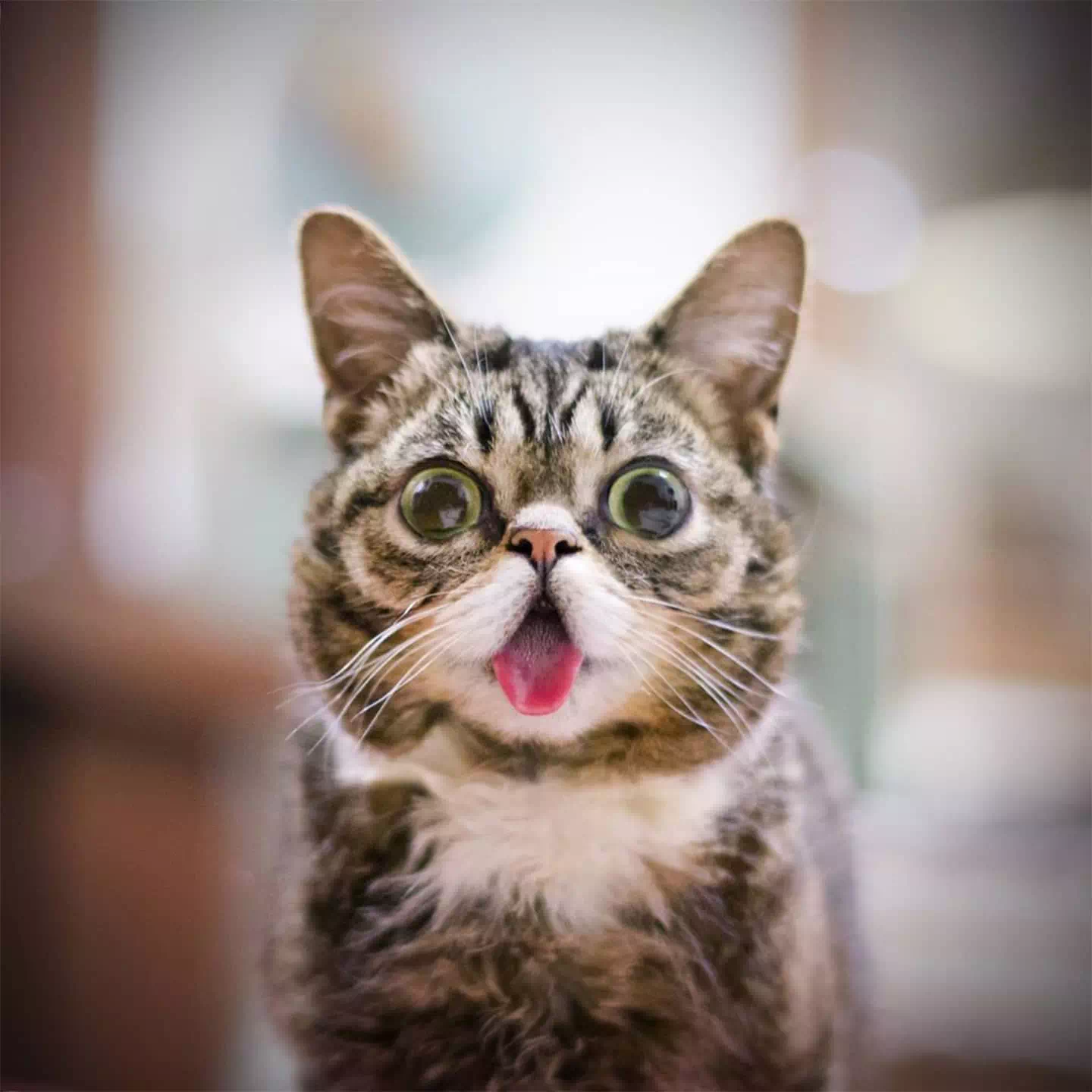 Lil BUB