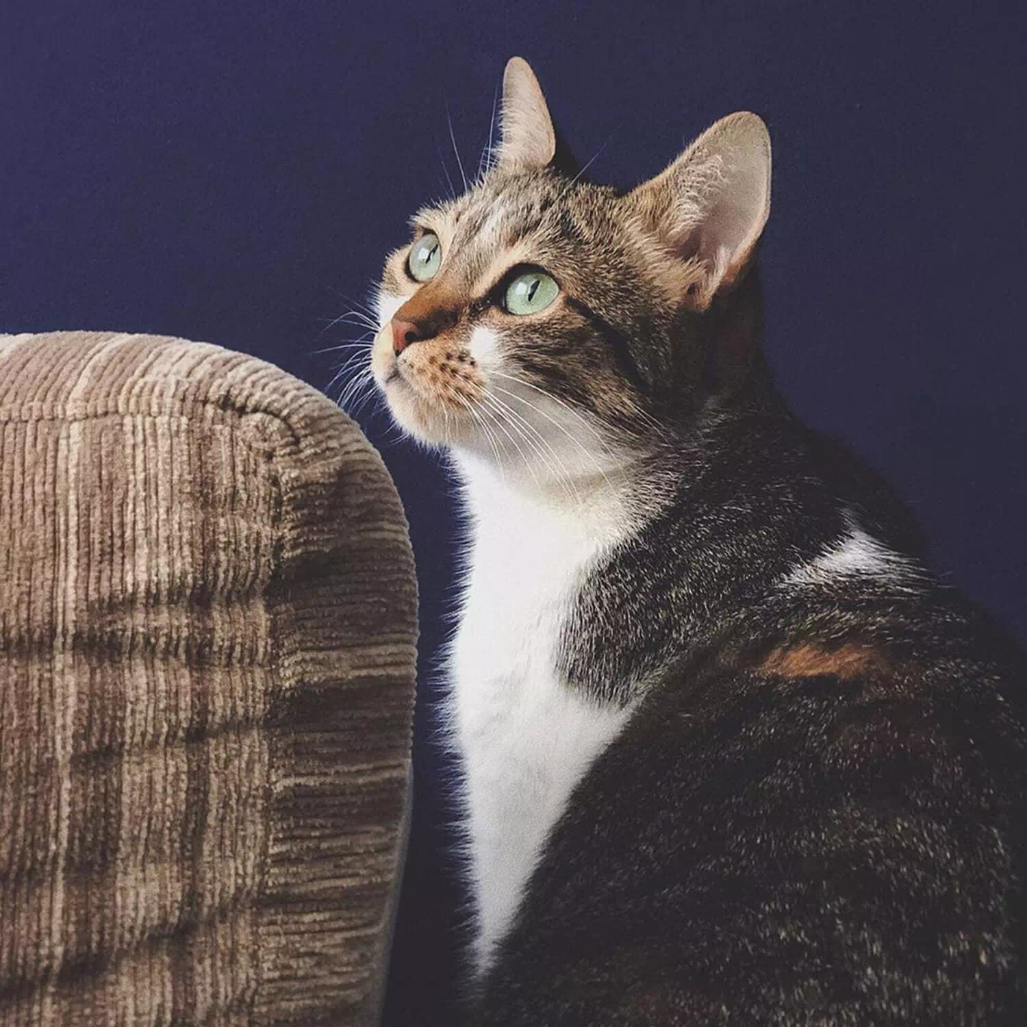 raza de gato Brasileño de pelo corto