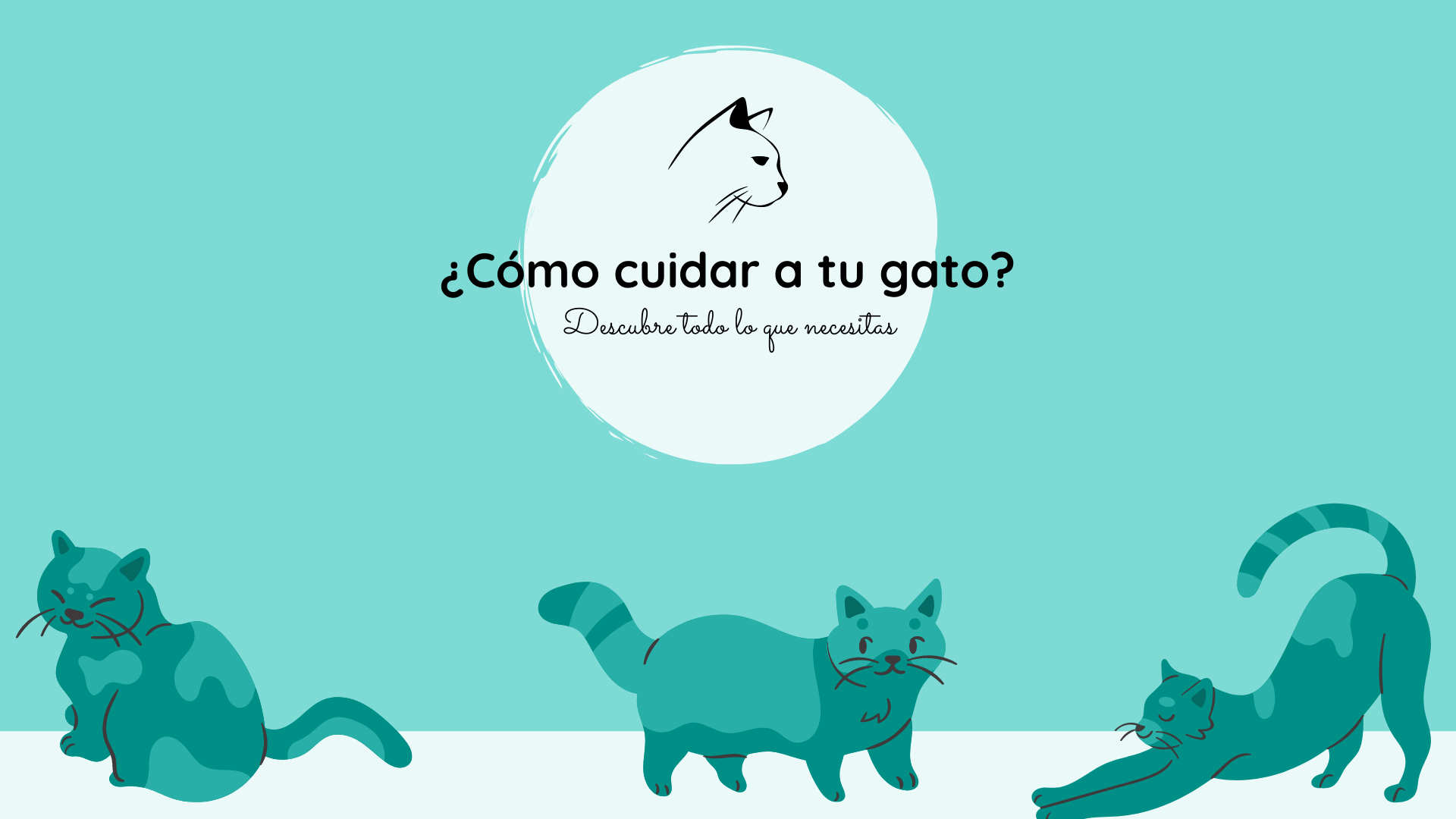 como cuidar un gato abisinio