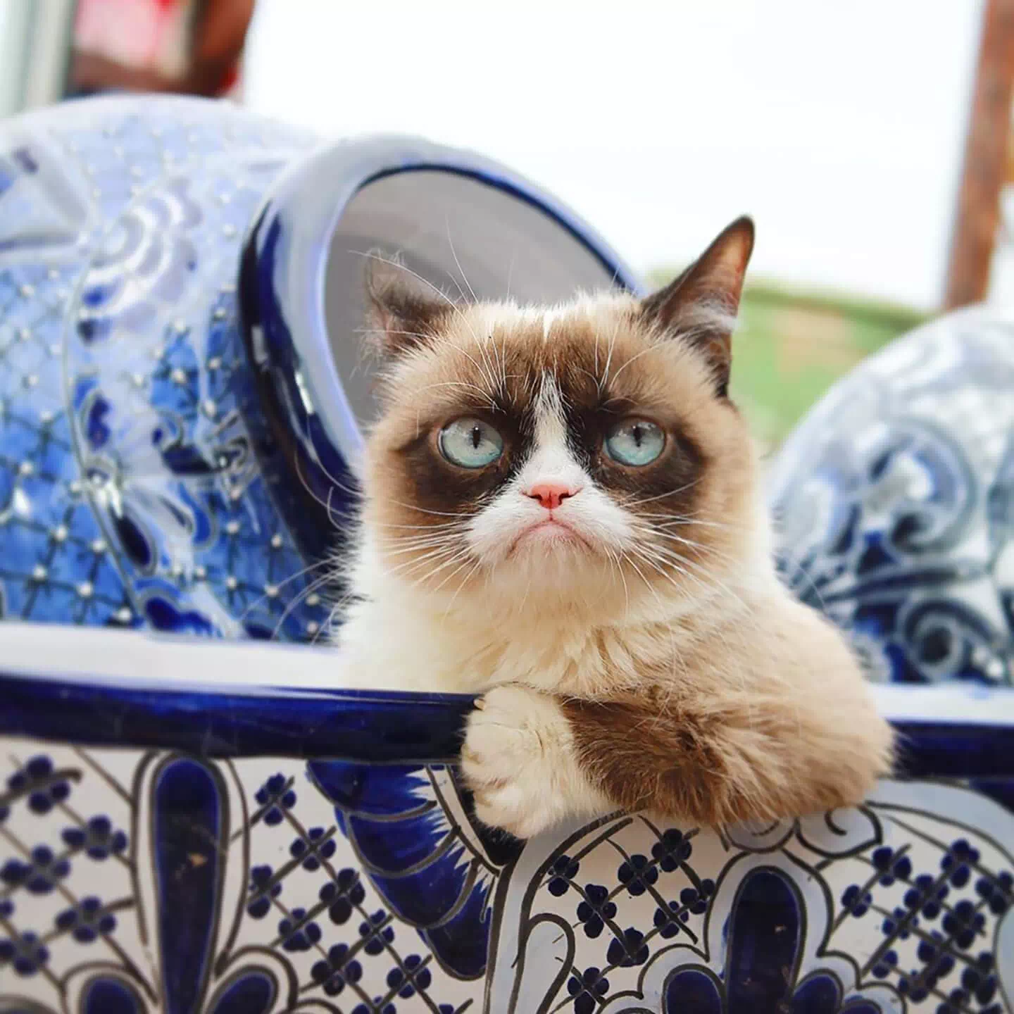 Grumpy Cat