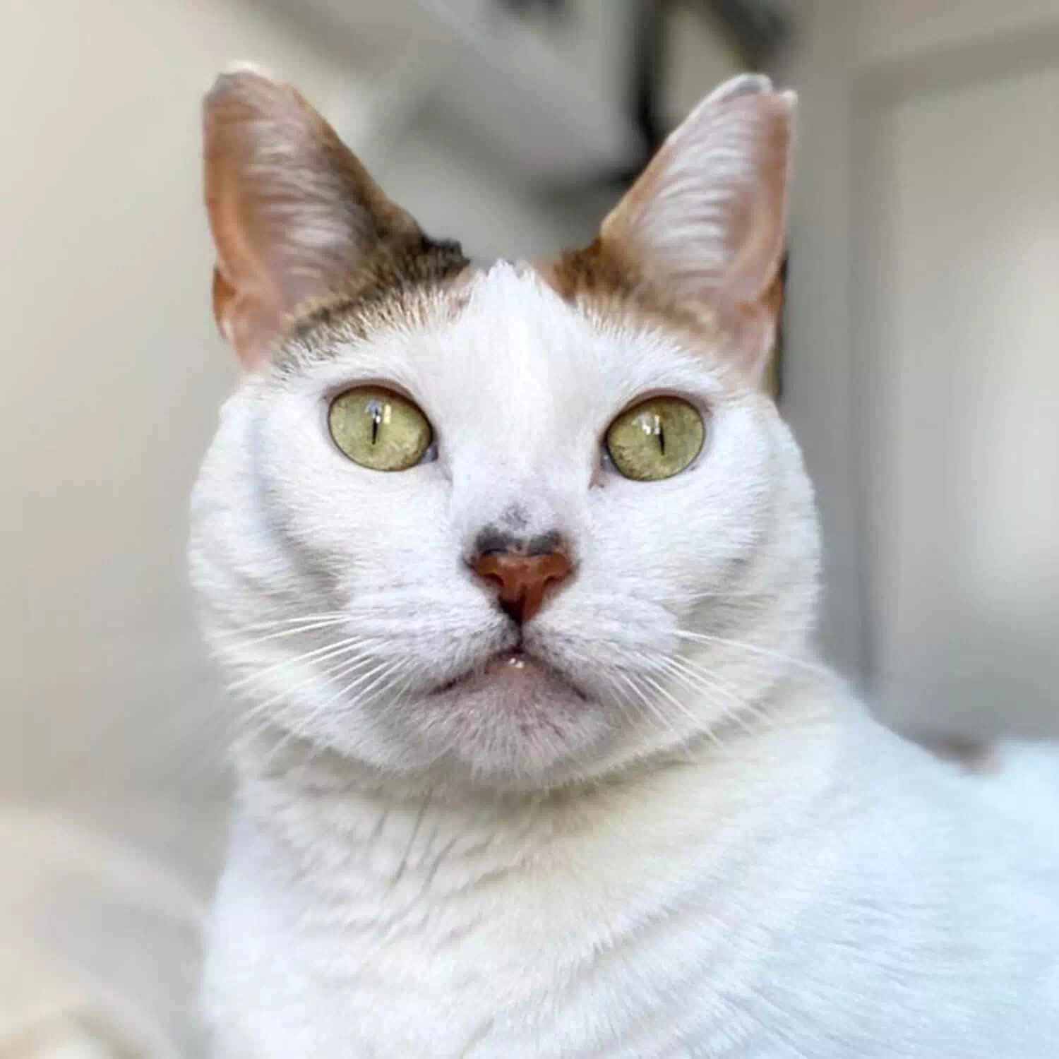 raza de gato Bobtail Japonés