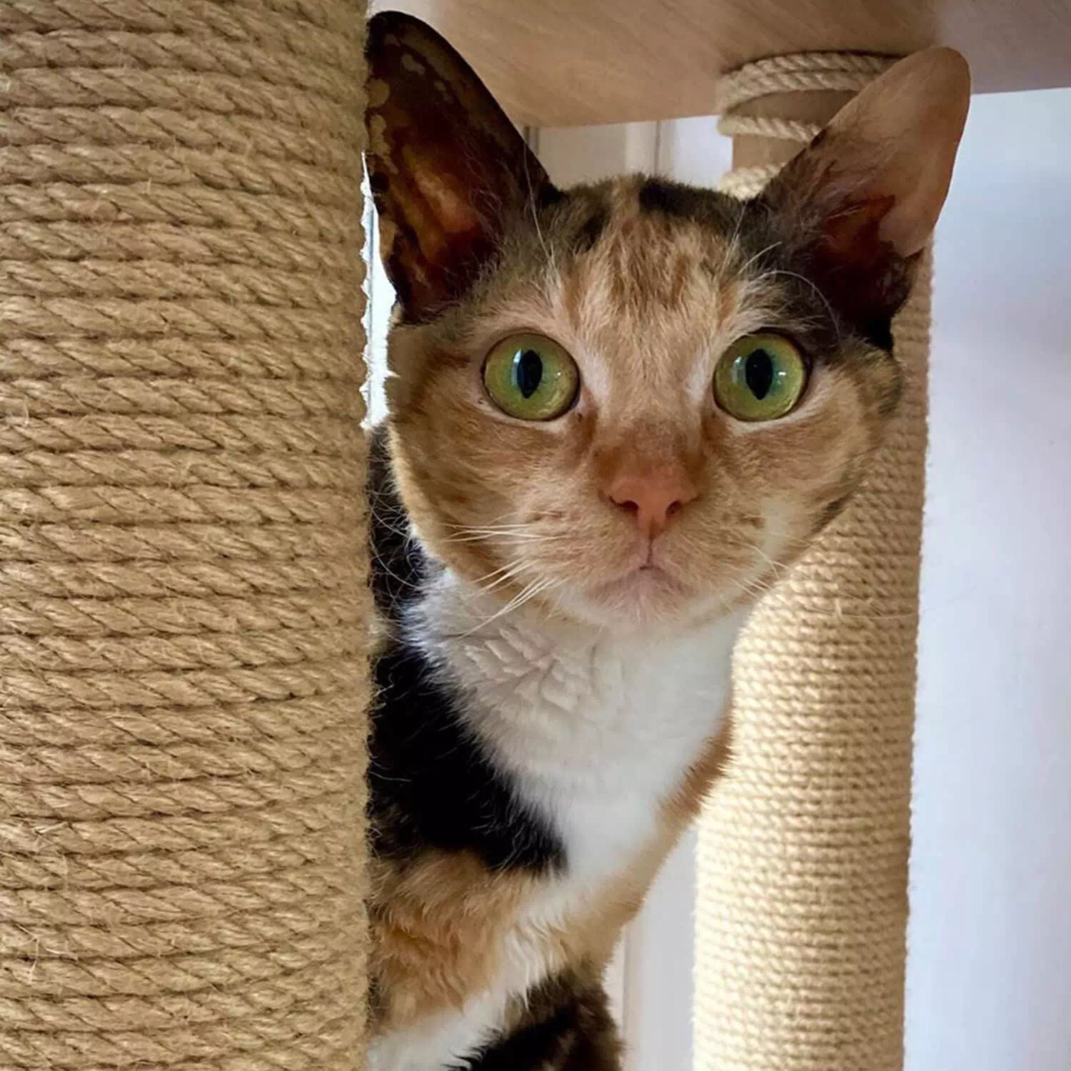 raza de gato German Rex