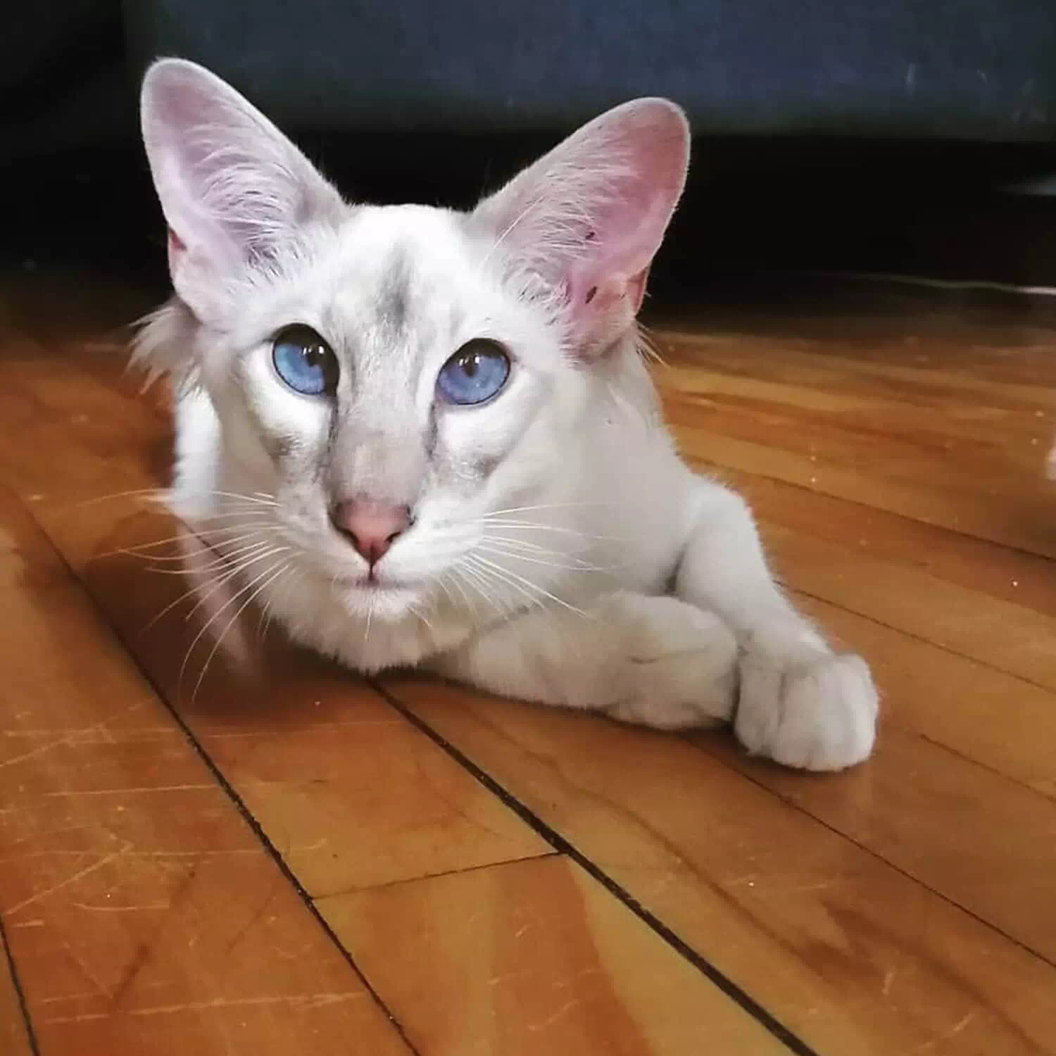 raza de gato Javanés