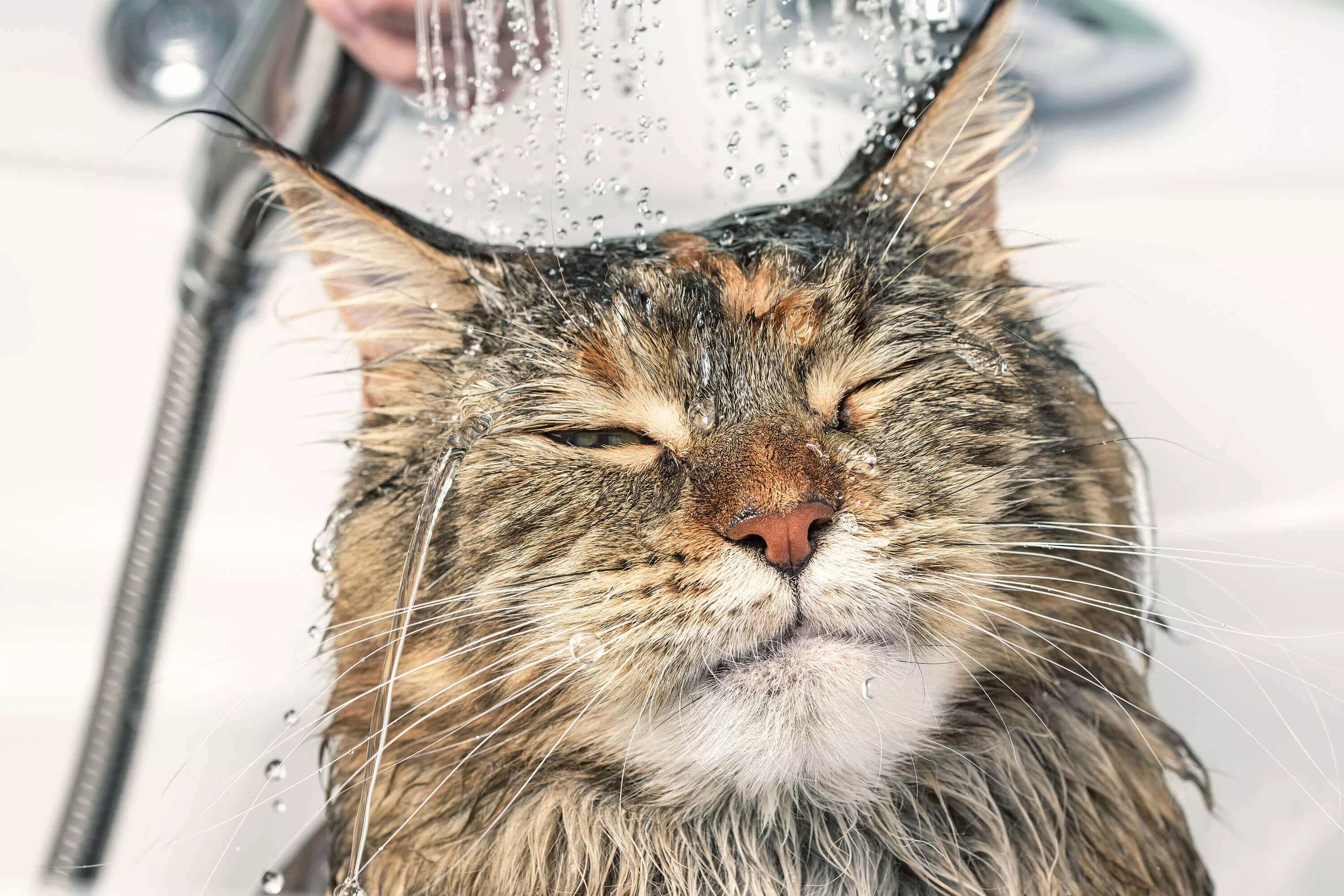 Gatos que disfrutan del agua