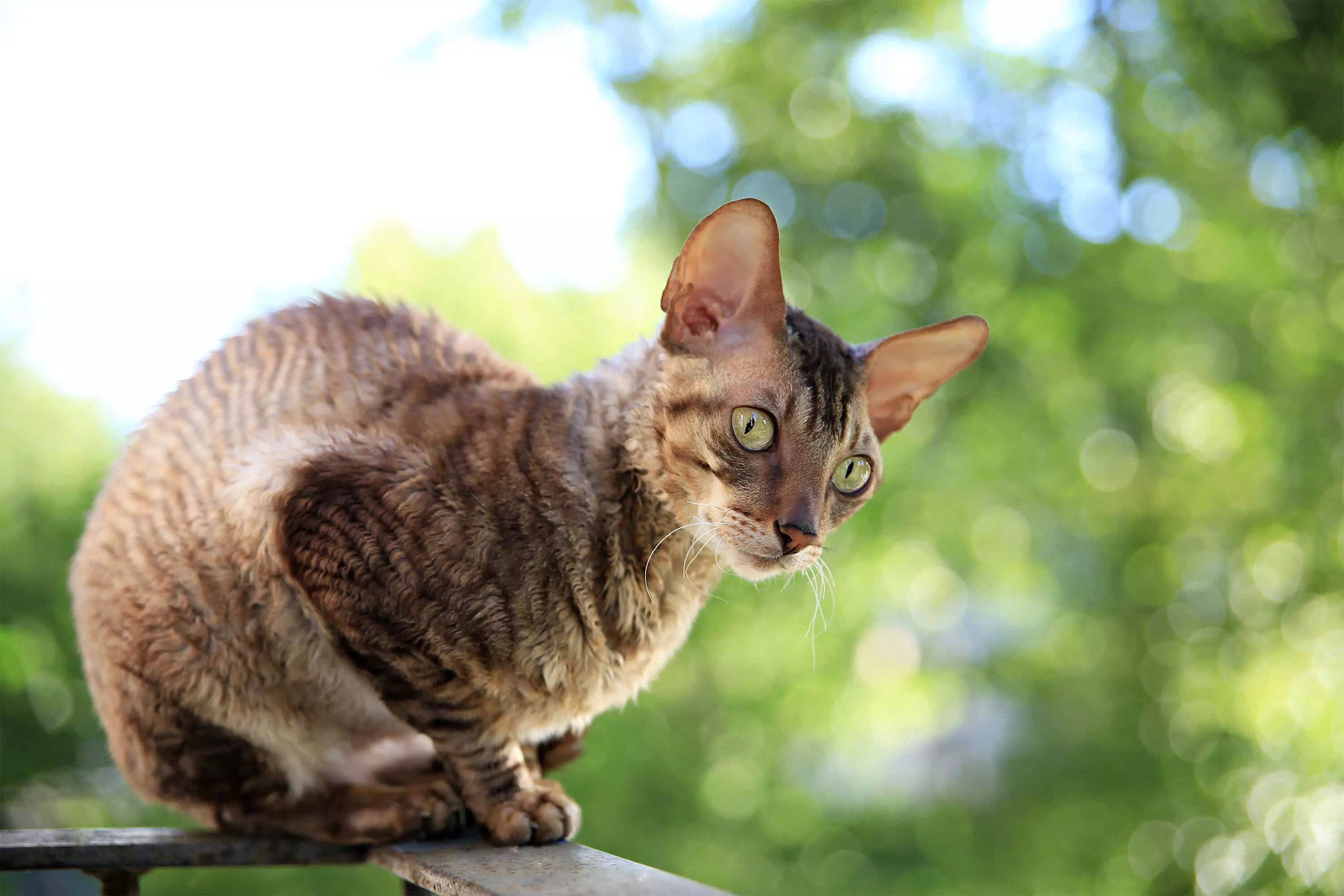 Gatos hipoalergénicos