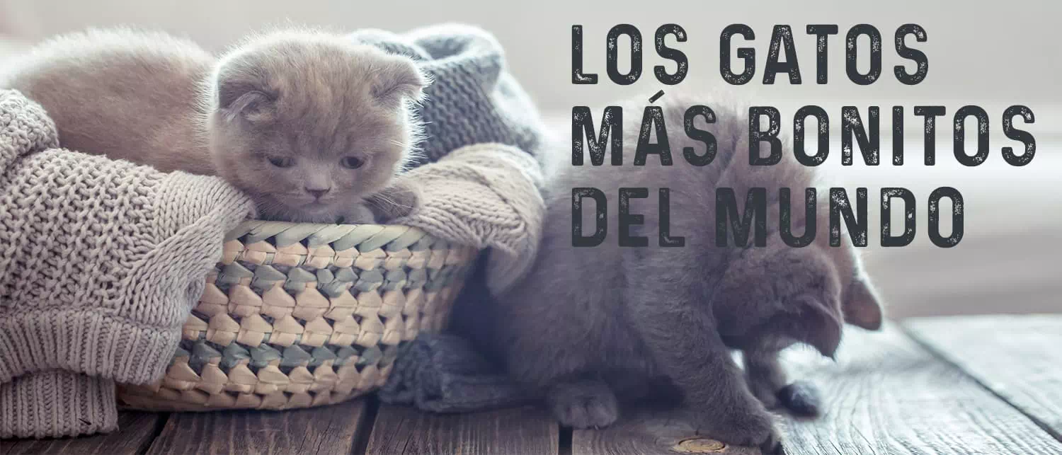 Razas de Gatos más bonitos del mundo