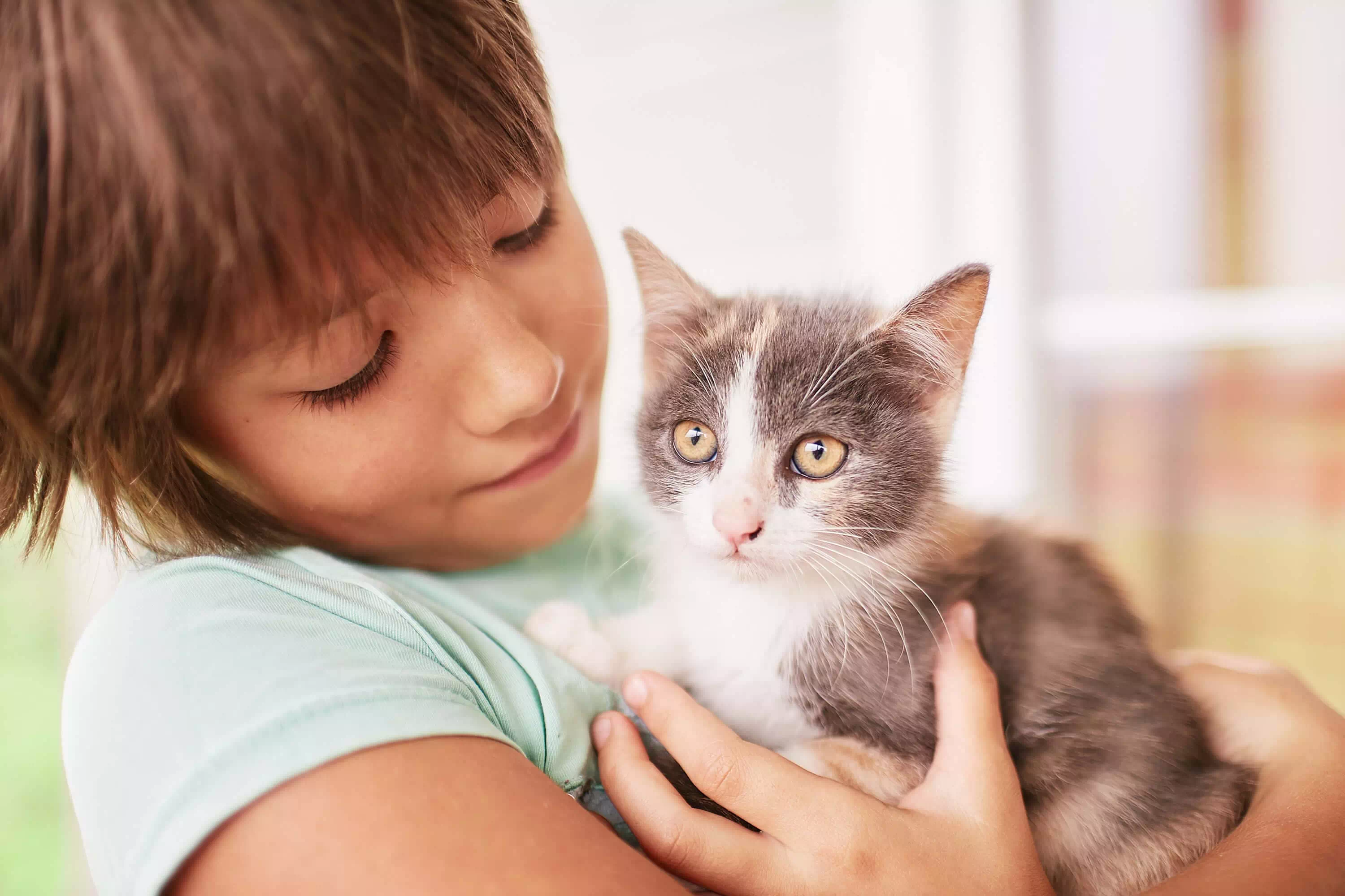 gatos para niños