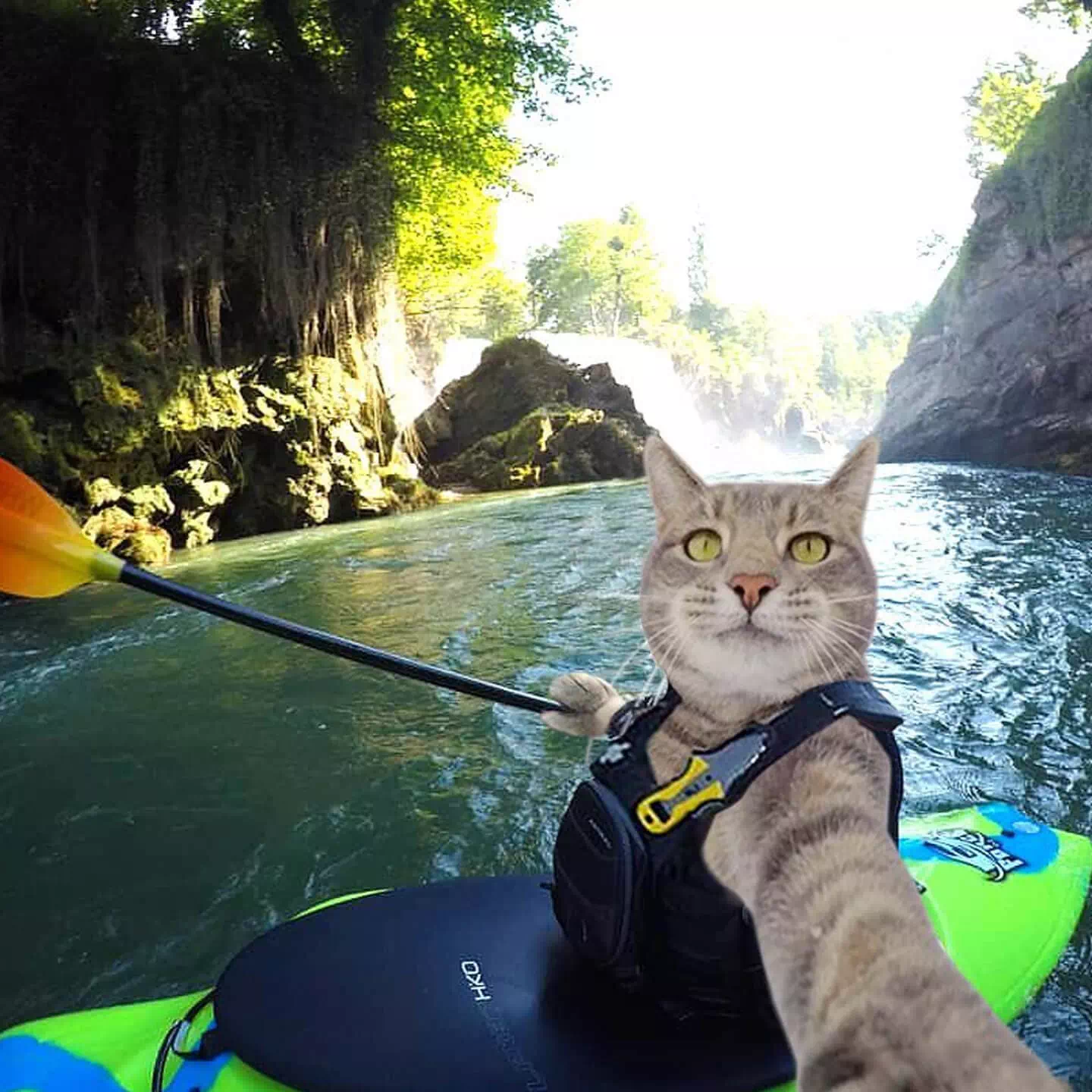 Manny The Selfie Cat