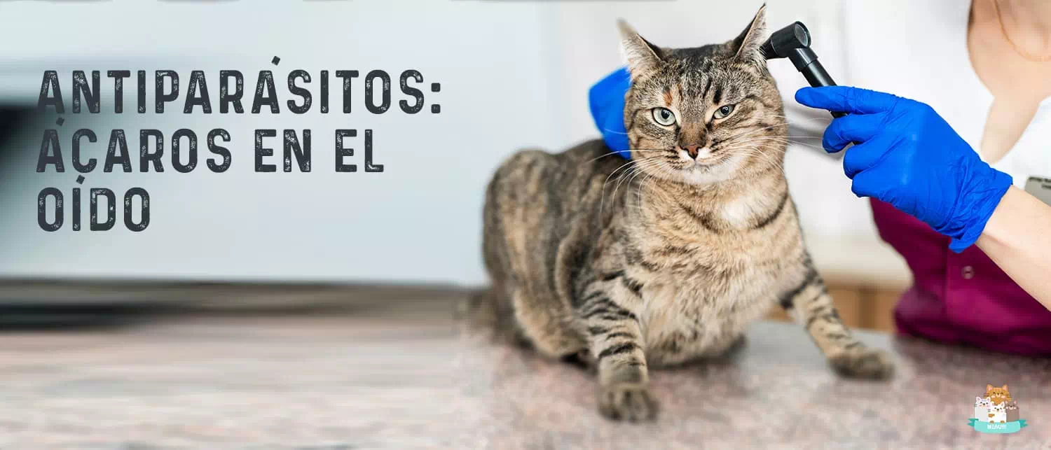 Mejores Antiparasitarios para los ácaros en el oído