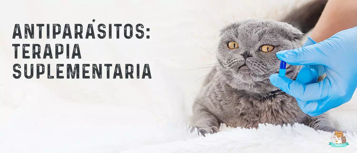 Terapia suplementaria en gatos