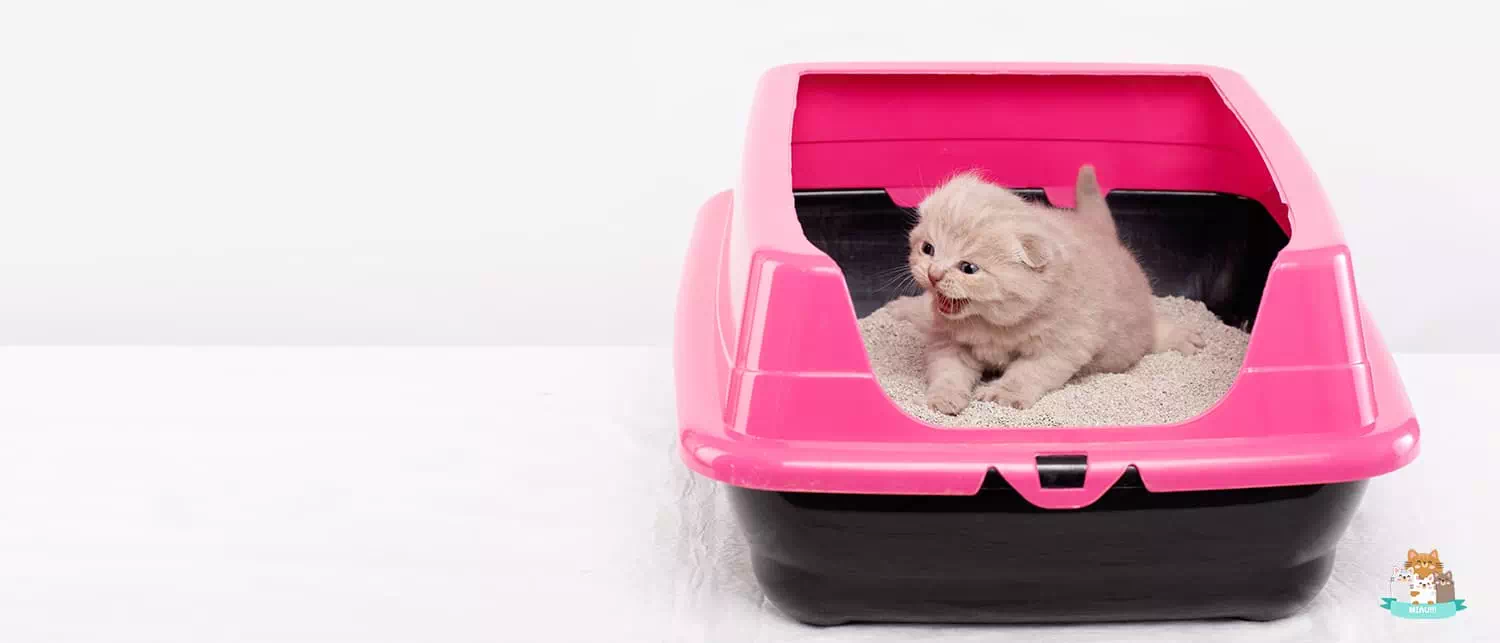 mejores areneros para gatitos