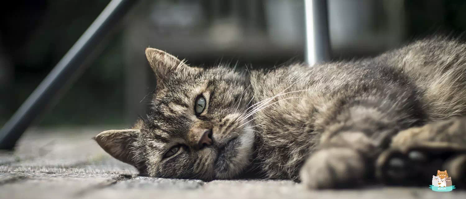 mejores Areneros para gatos mayores
