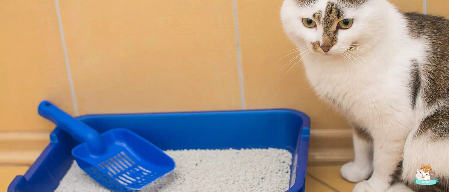 mejores areneros para gatos pequeños