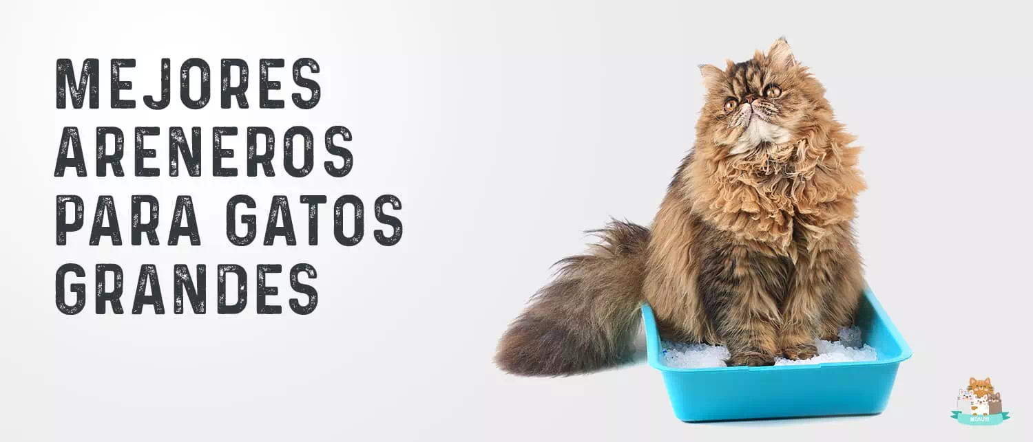 Mejores areneros grandes para gatos