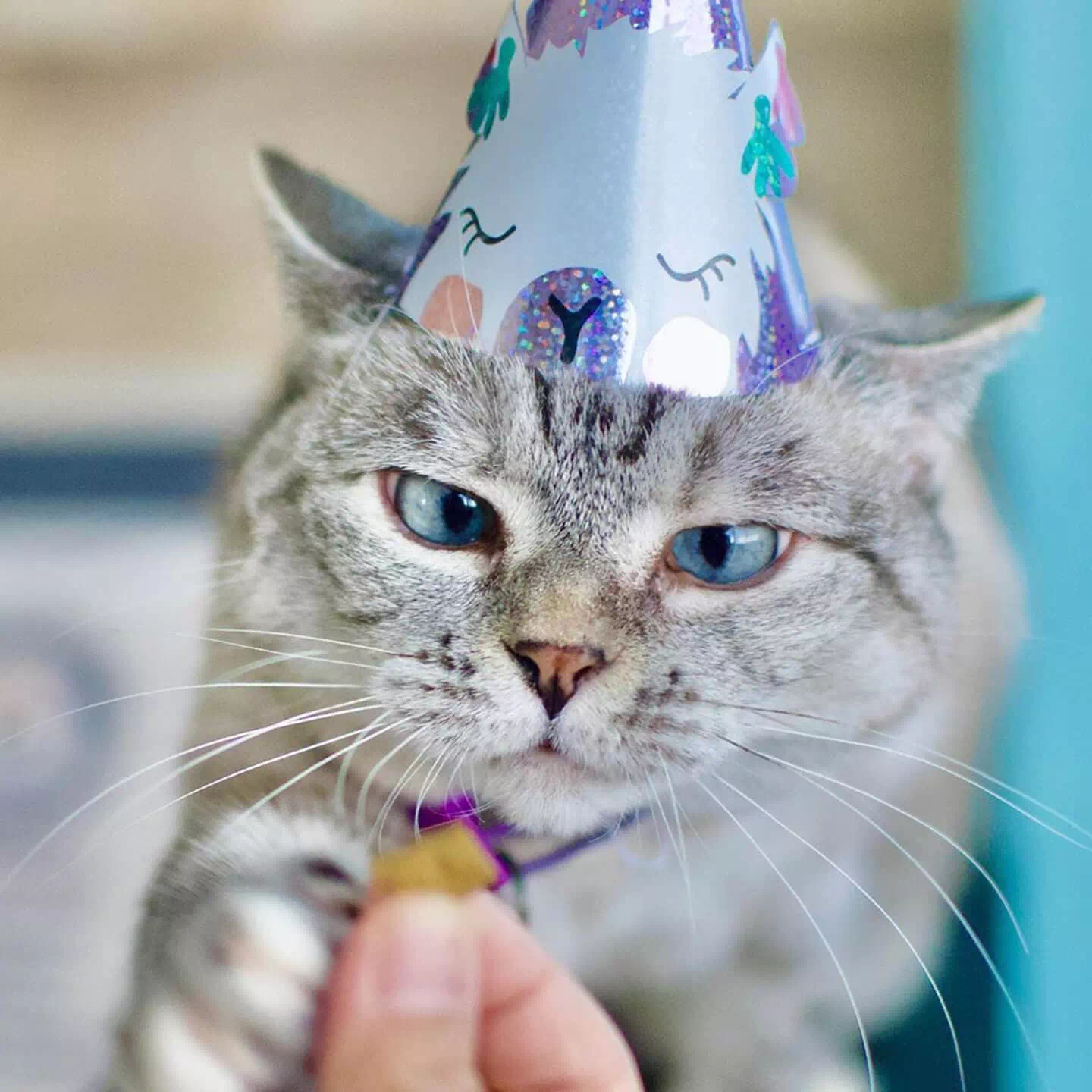 Nala cat