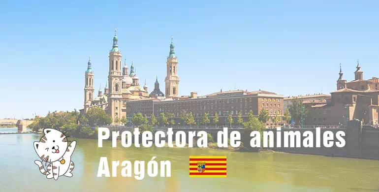 protectora de animales de Aragón