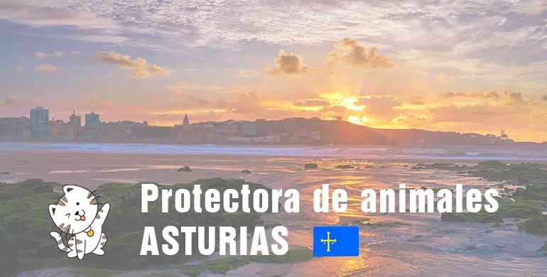 protectora de animales de asturias