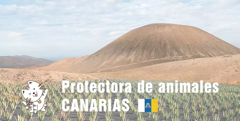 protectora de animales de canarias