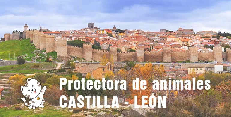 protectora de animales de Castilla - León