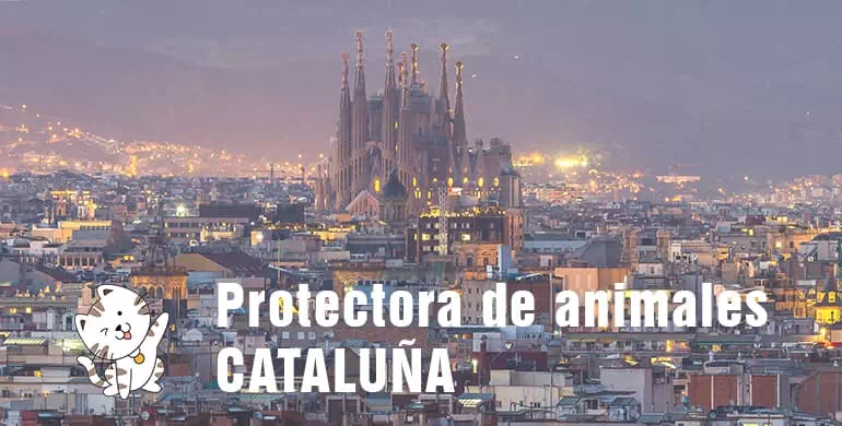 protectora de animales de cataluña