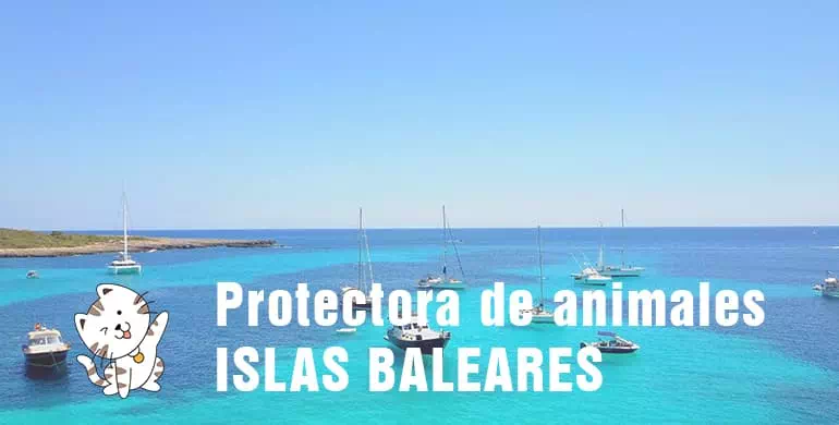 protectora de animales de Islas Baleares