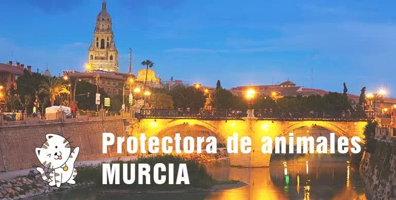 protectora de animales de murcia