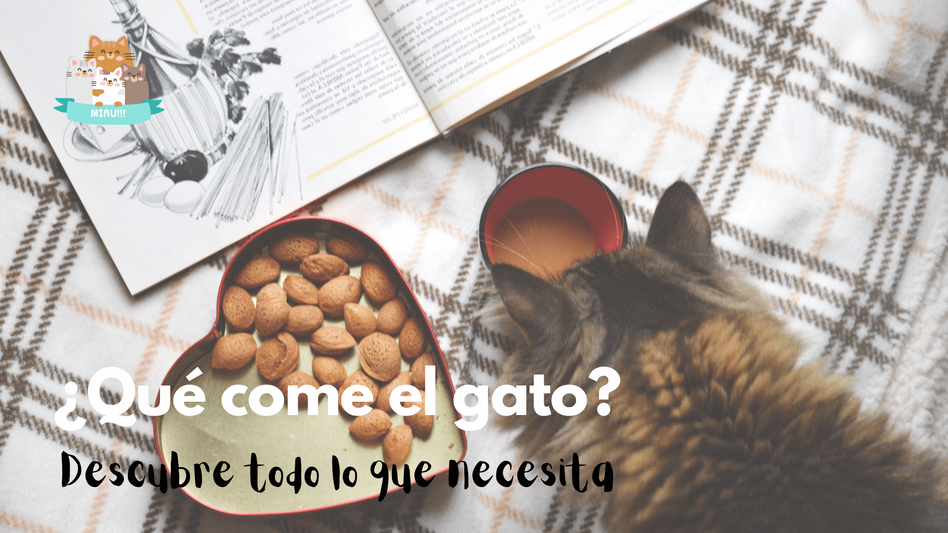 qué come el gato angora turco