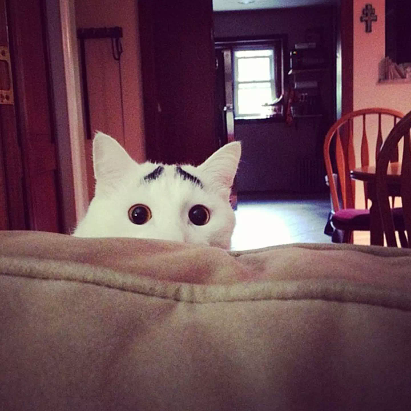 Sam, el gato con cejas