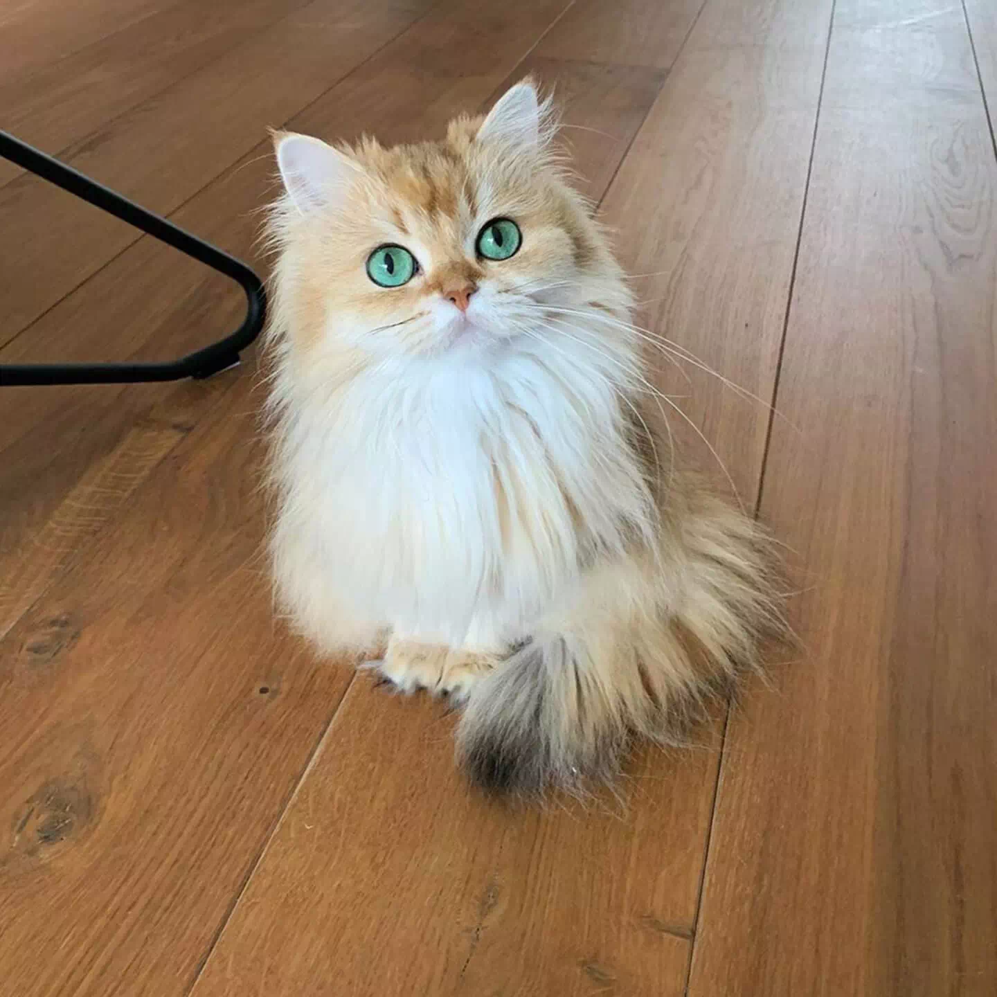 Smoothie the Cat